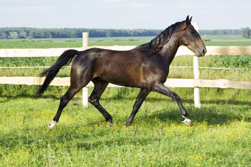Young purebred stallion