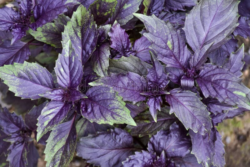 Young Purple Basil Leaf Sprouts in a Bed, Garden Plot, Culinary Herb Stock Image Image of bush