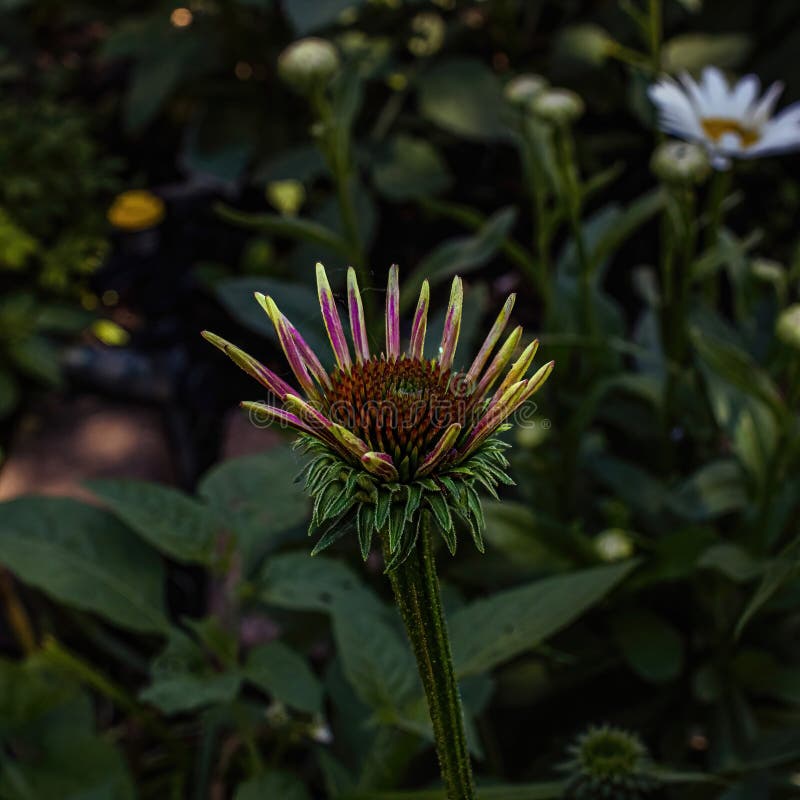 Young Purple Coneflower in Garden Stock Image Image of season
