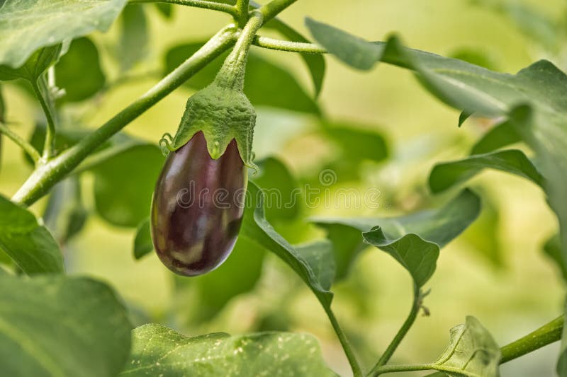 Young Purple Eggplant Growing in a Greenhouse Stock Image Image of