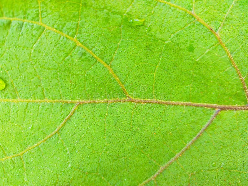 Young Purple Eggplant Leaf Texture Stock Image Image of leaf, purple
