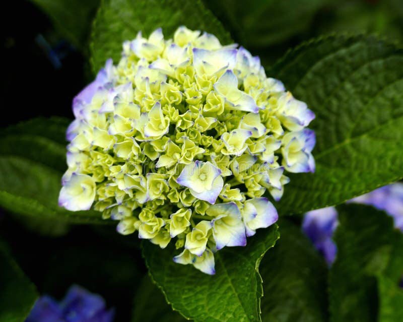 Hydrangea flower stock photo. Image of cherish, gardening 120951994