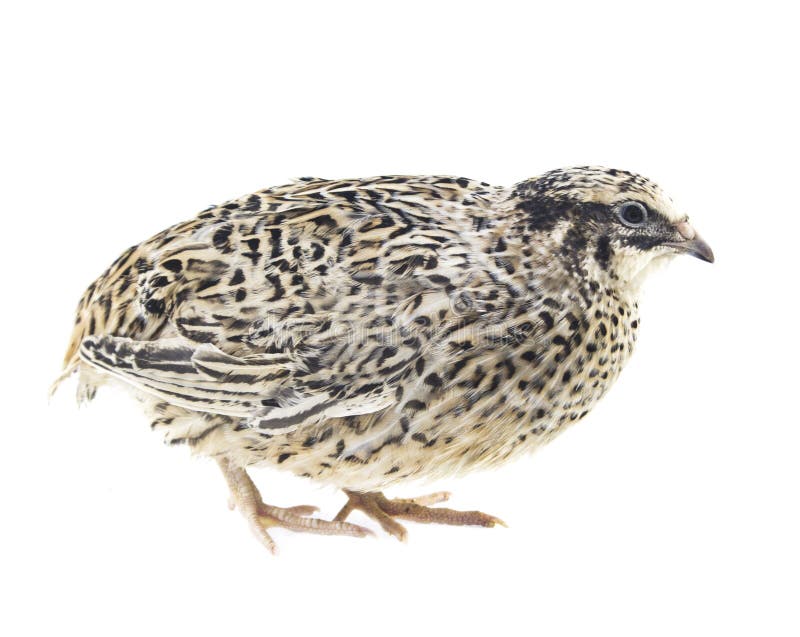 Young quail stock photo. Image of spotted, food, protein 47702828