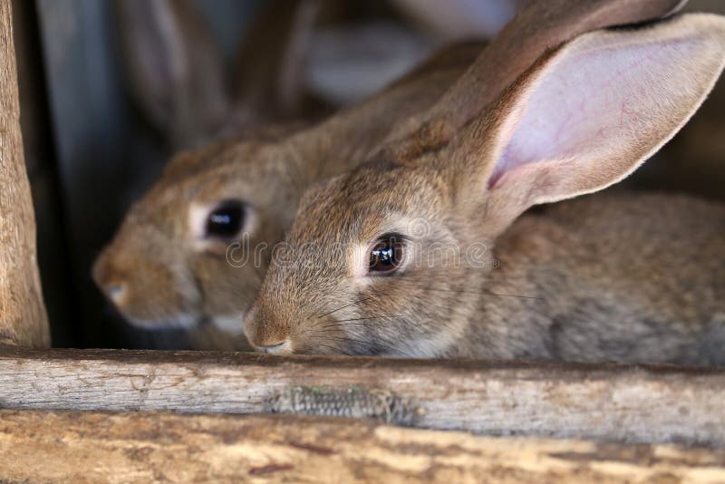 Young Rabbit Animal Farm and Breeding. Stock Image Image of market