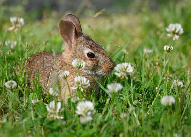 Young rabbit in a patch of clover