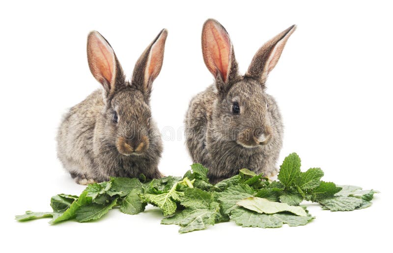 Young Rabbits and Green Grass. Stock Photo Image of grass, couple