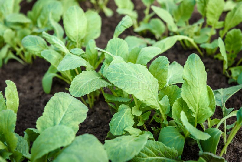 Young Radish Plant in Garden Soil Stock Image Image of farm, harvest