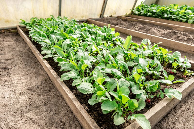 Young Radish Plant in Garden Soil Stock Image Image of summer, spring