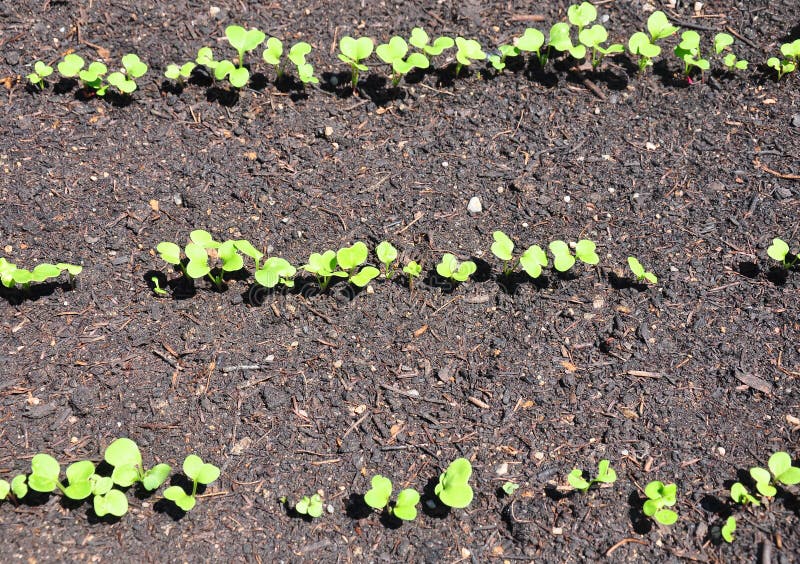 Young Radish Plants In The Greenhouse, The Concept Of Growing Organic