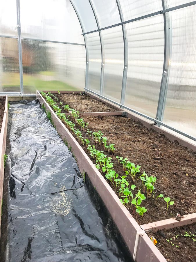 Young Radish Sprouts in Greenhouse Stock Image Image of radish, fresh