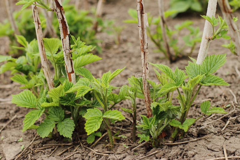 Dewberry - Rubus idaeus North Carolina Extension Gardener Plant Toolbox
