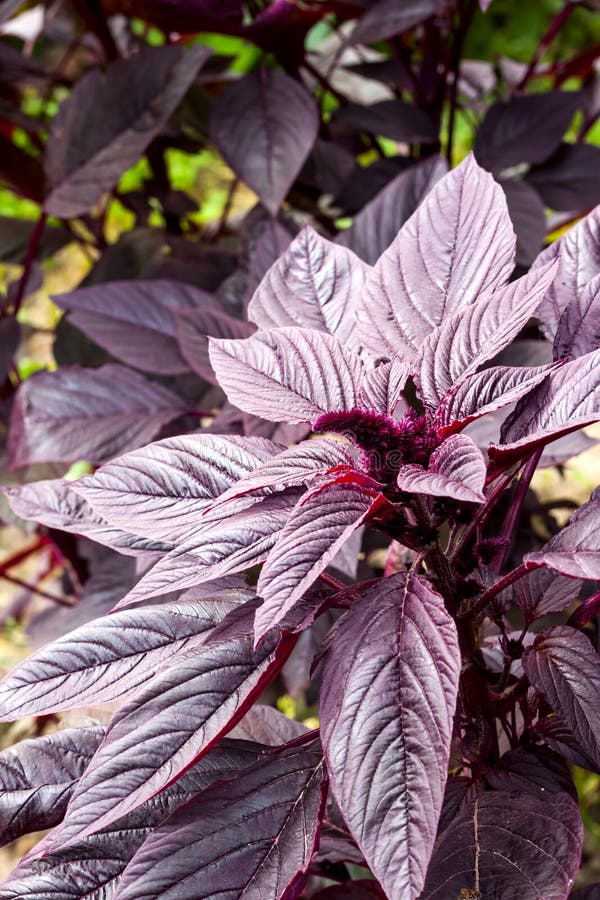 Red Amaranth Amaranthus Cruentus Inflorescence Closeup On Sunn Stock ...