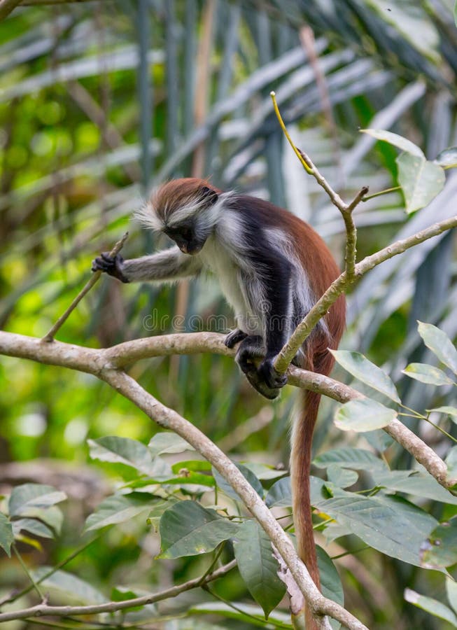 Funny young Red Colobus Monkey in forest. Red face monkey stock images, royalty-free photos and pictures