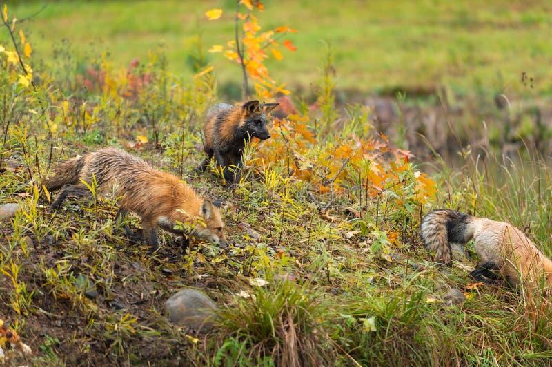 Young Red and Cross Foxes Vulpes vulpes Watch Adult Red Fox Autumn royalty free stock images