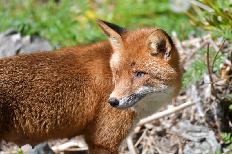 Young Red Fox in a Grassy, Bushy Forest. Stock Photo - Image of ...