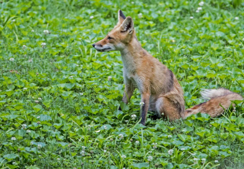 A Young Red Fox Sits In Green Grass Staring At The Camera Stock Photo