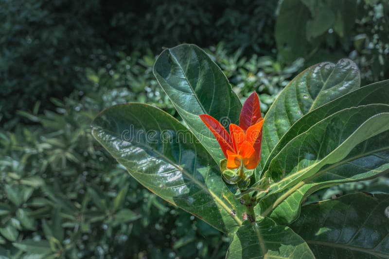 Young red leaves of mangroves in perfect swamp forest at Tha Pom Klong Song Nam stock image Young red leaves of mangroves in perfect swamp forest at Tha Pom Klong Song Nam stock image
