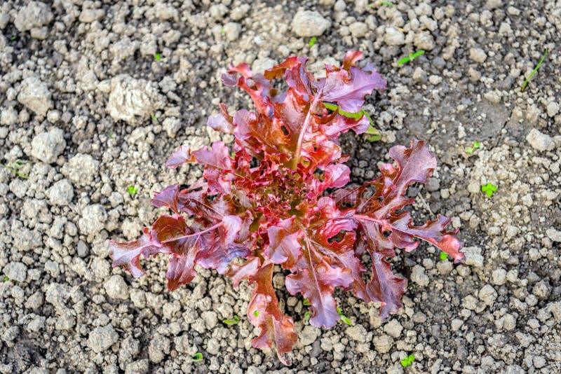 Young red oak leaf lettuce plant in the ground at close