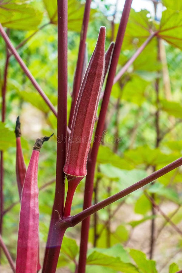 Young red okra stock image. Image of okra, gourmet, grow 99569119