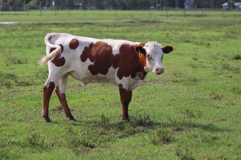 A Young red and white Holstein dairy cow standing in a green pasture in SW Florida.