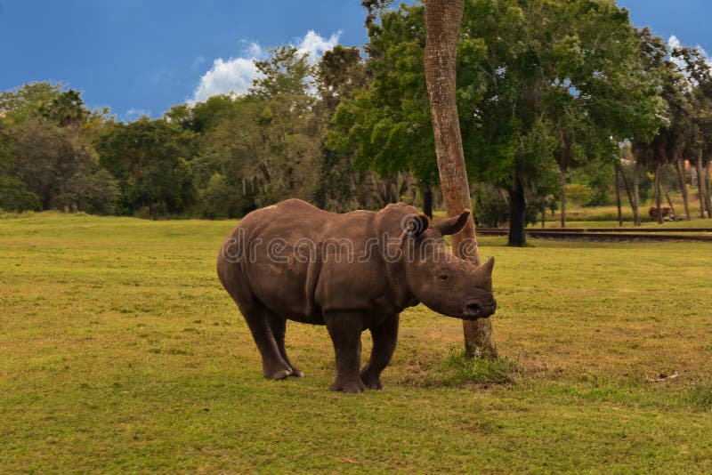 Young Rhino in green meadow on green forest and partial cloudy background in Bush Gardens Tampa stock images Young Rhino in green meadow on green forest and partial cloudy background in Bush Gardens Tampa stock images