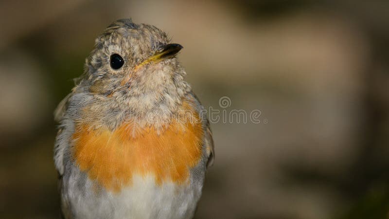 Young robin Erithacus rubecula sits on the bird watering place in the woods stock image Young robin Erithacus rubecula sits on the bird watering place in the woods stock image