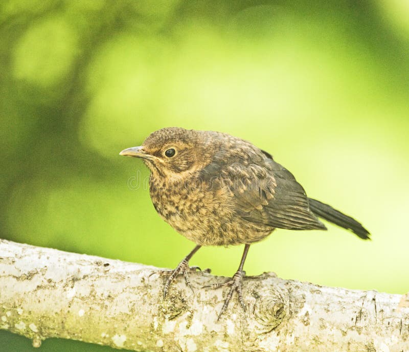 A young robin: just left the nest.