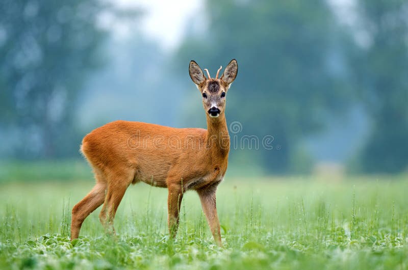 Young roe buck standing in a field