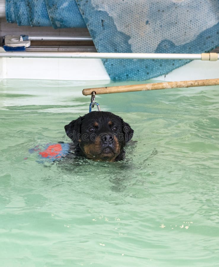 Can Rottweilers Swim