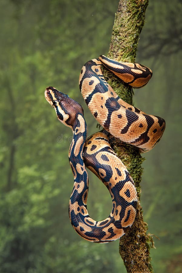 Royal python wrapped around tree