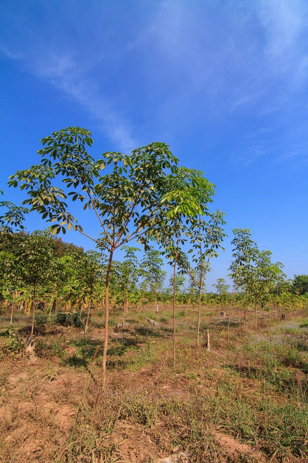 Young rubber tree stock photo. Image of rubber, material 33792814