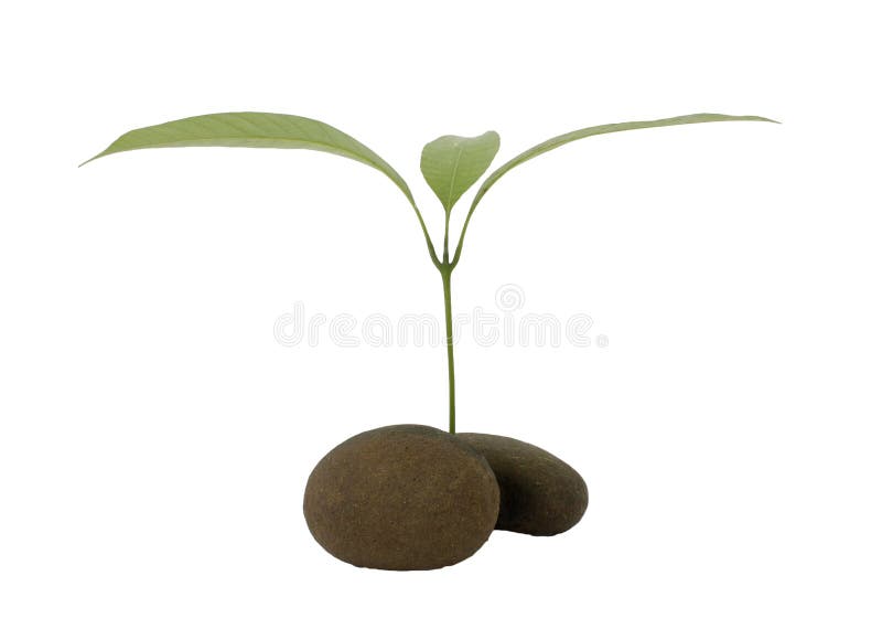 Young rubber tree stock photo. Image of material, activity 33792696