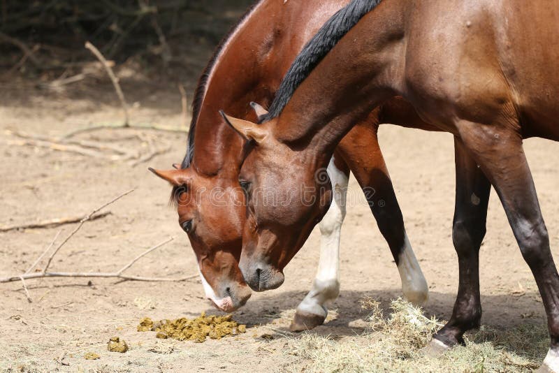 Young Saddle Horses in Paddock Smelling Feces on Hot Summer Day Stock Photo - Image of agriculture, brown: 194055530 Young Saddle Horses in Paddock Smelling Feces on Hot Summer Day Stock Photo - Image of agriculture, brown: 194055530