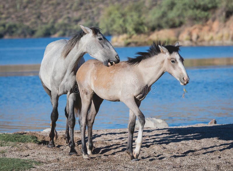 Young wild horse playing with a foal