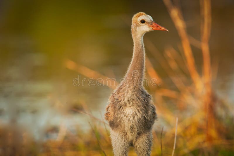 Young Sandhill Crane stock image. Image of young, golden 18416081