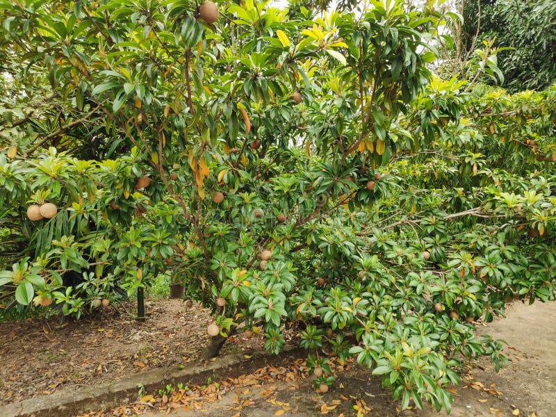 chikoo tree botanical name chikoo tree botanical name