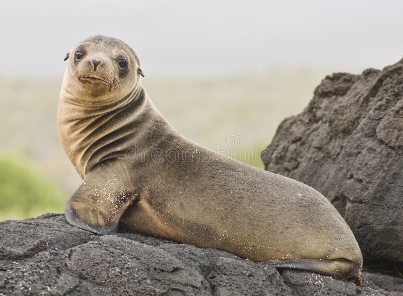 Young Sea Lion