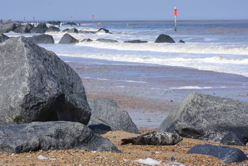 Young Seal resting on beach, Norfolk, UK