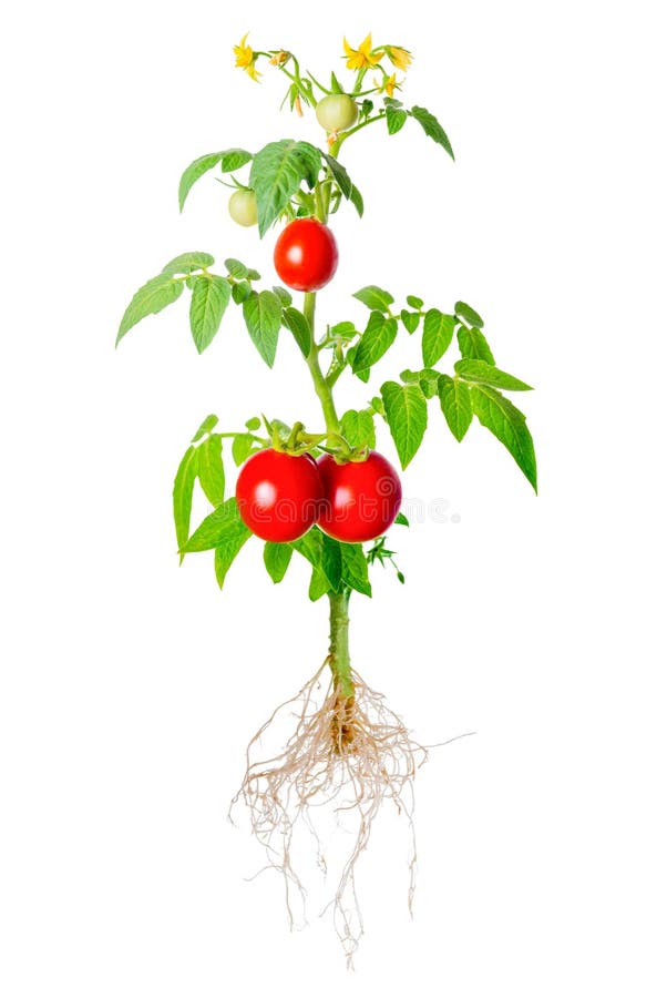 Young seedling of fresh green and red tomatoes fruit and flowers