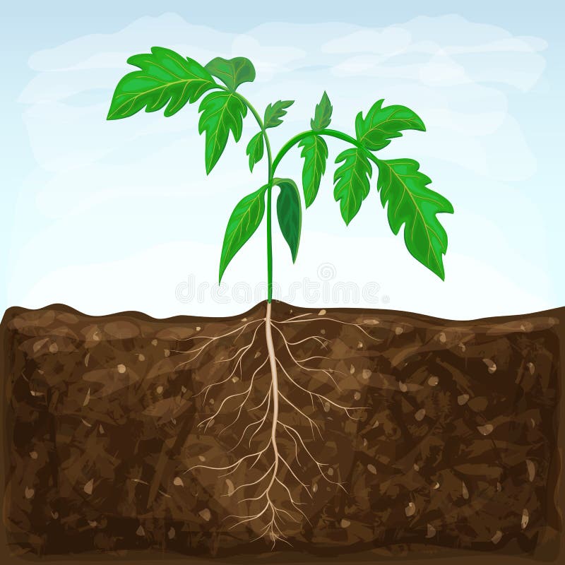 Young Seedling of Vegetable Grows in Fertile Soil. Sprout with
