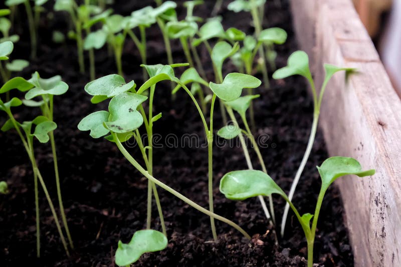 Young seedlings. Green sprouts of flowers. Preparing flowers for planting in the garden