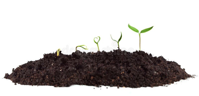 Young seedlings growing in soil heap royalty free stock photo Young seedlings growing in soil heap royalty free stock photo