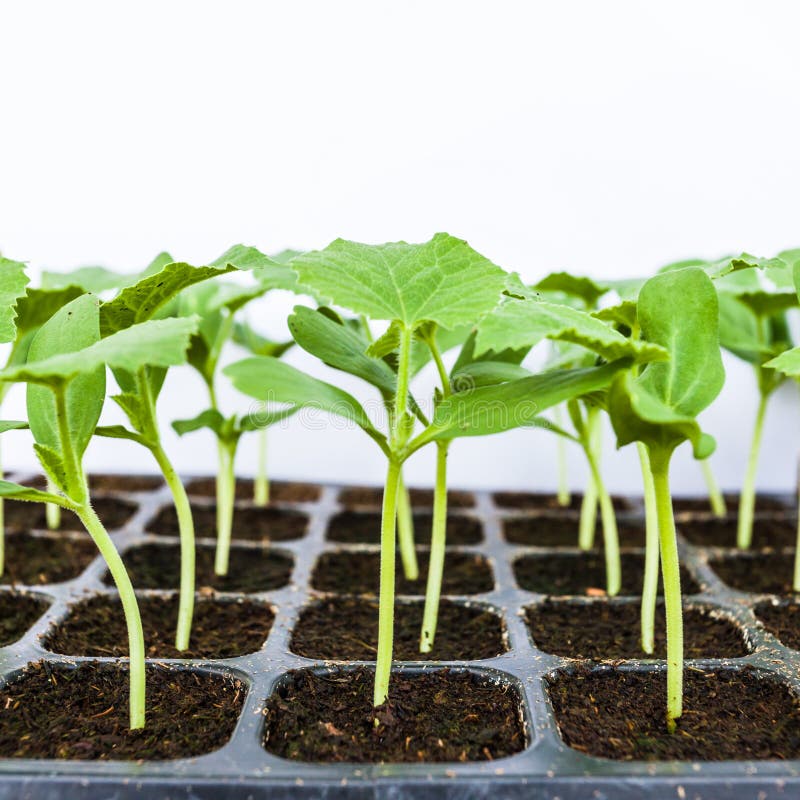 Green Seedlings Melon Sprout Sowing Stock Image Image of growth, ecology 36727913
