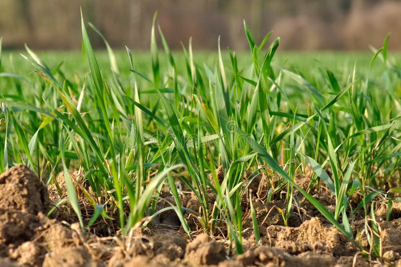 Young seedlings of wheat