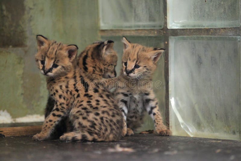 Young servals