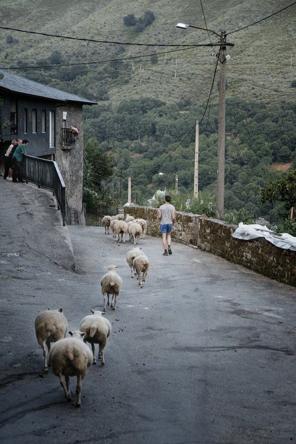 Young Shepherd Leading His Flock through the Streets Editorial Image