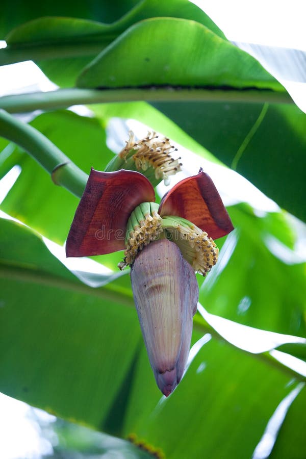 Young Shoot of a Banana Plant Stock Photo Image of flower, natural