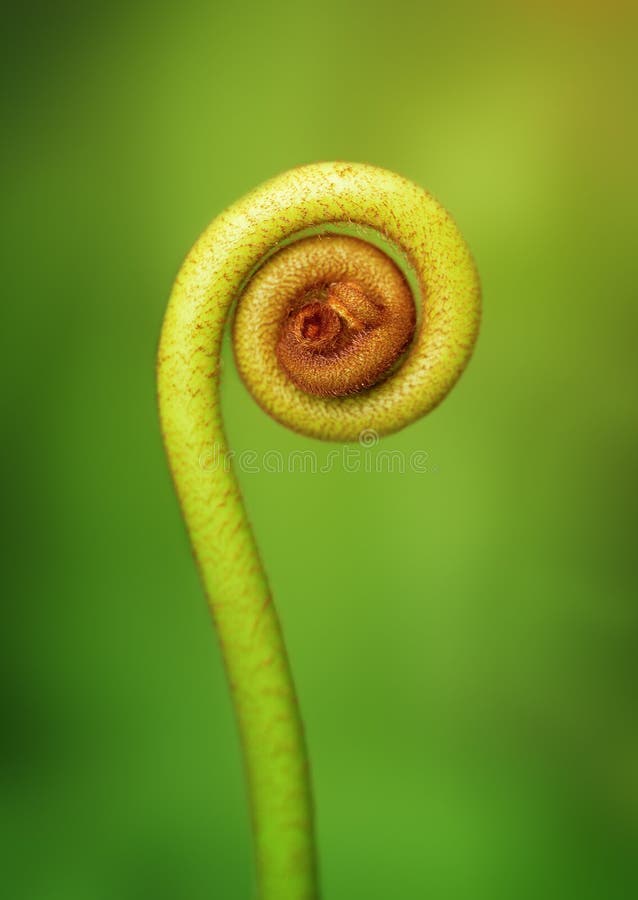 Young shoot of fern close up