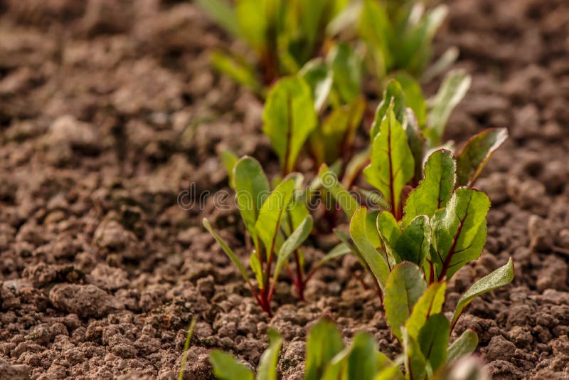 The Young Shoots of Beet Leaves on the Ground Stock Image Image of