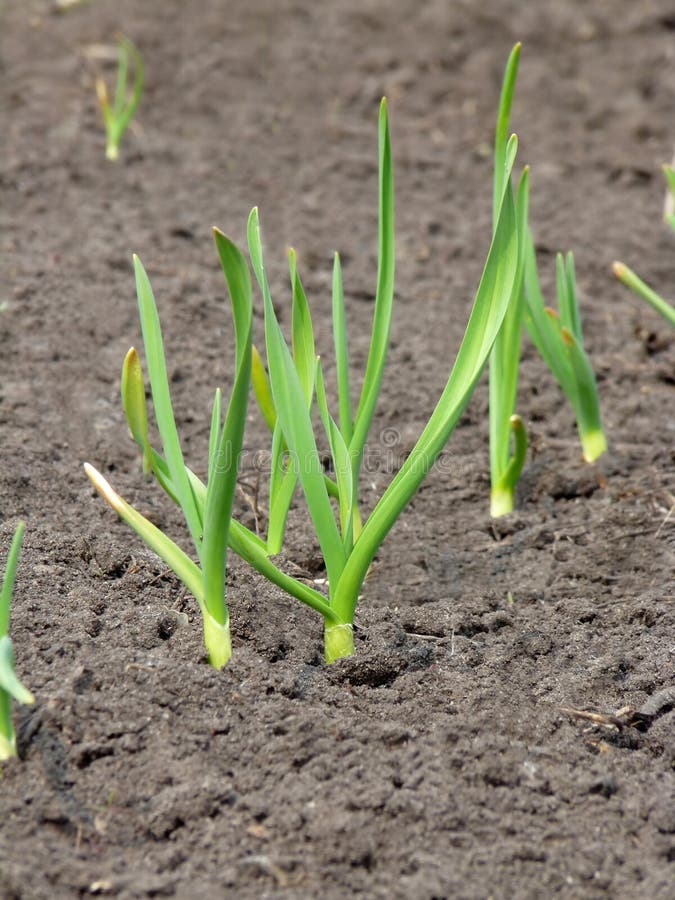 Young shoots of garlic stock image. Image of green, grows 17588885